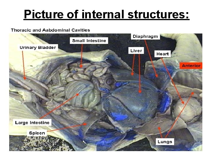 Picture of internal structures: 