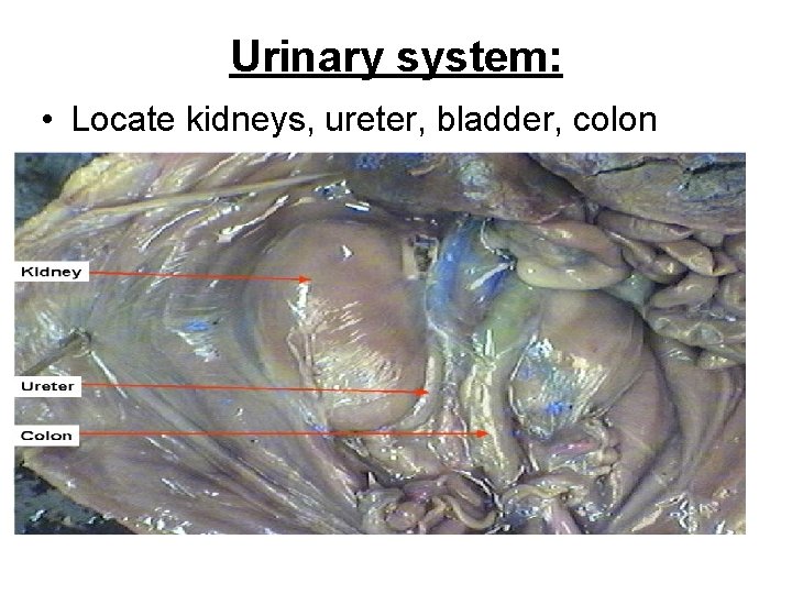Urinary system: • Locate kidneys, ureter, bladder, colon 