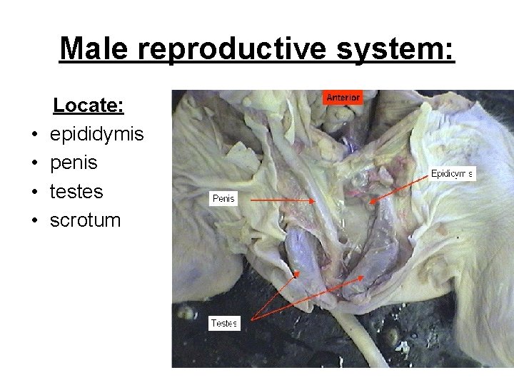 Male reproductive system: • • Locate: epididymis penis testes scrotum 