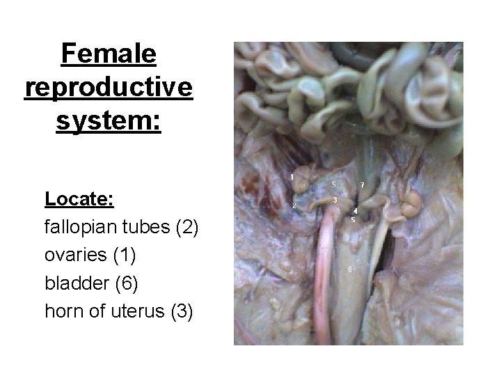 Female reproductive system: Locate: fallopian tubes (2) ovaries (1) bladder (6) horn of uterus