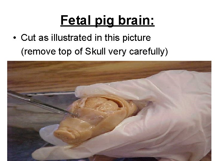 Fetal pig brain: • Cut as illustrated in this picture (remove top of Skull