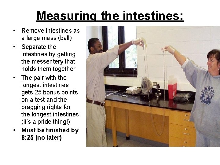 Measuring the intestines: • Remove intestines as a large mass (ball) • Separate the