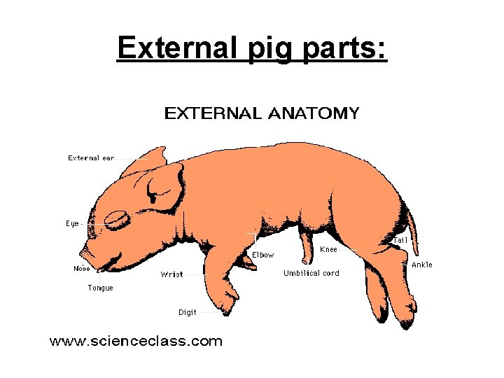 External pig parts: 
