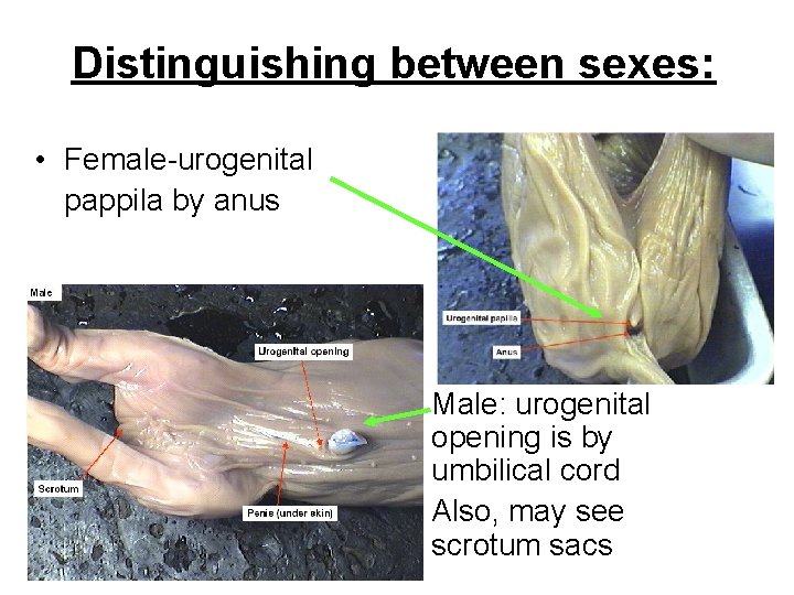 Distinguishing between sexes: • Female-urogenital pappila by anus Male: urogenital opening is by umbilical