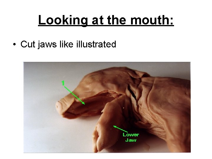 Looking at the mouth: • Cut jaws like illustrated 