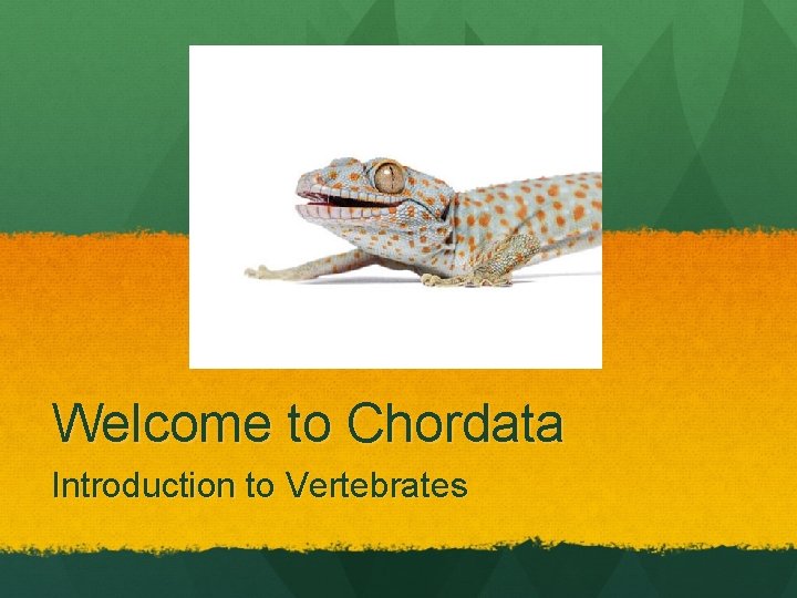 Welcome to Chordata Introduction to Vertebrates 