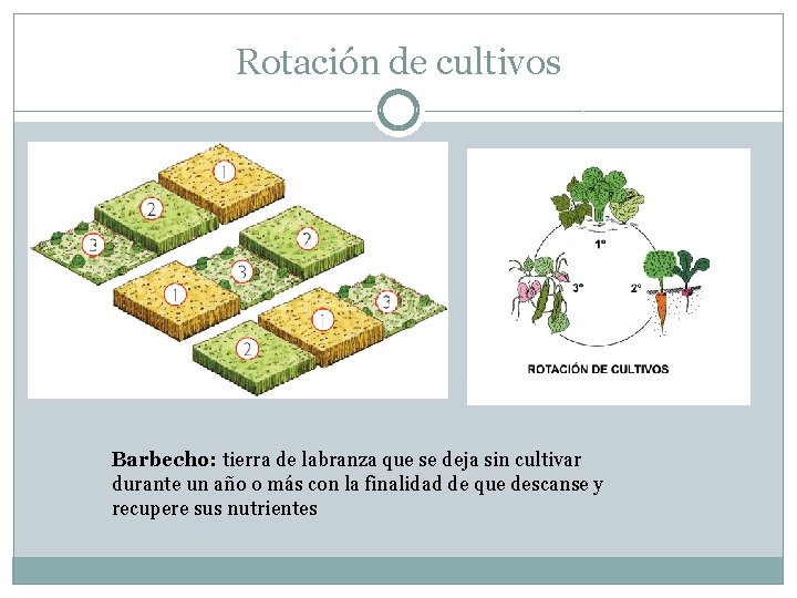 Rotación de cultivos Barbecho: tierra de labranza que se deja sin cultivar durante un