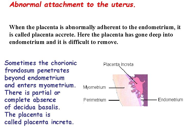 Abnormal attachment to the uterus. When the placenta is abnormally adherent to the endometrium,