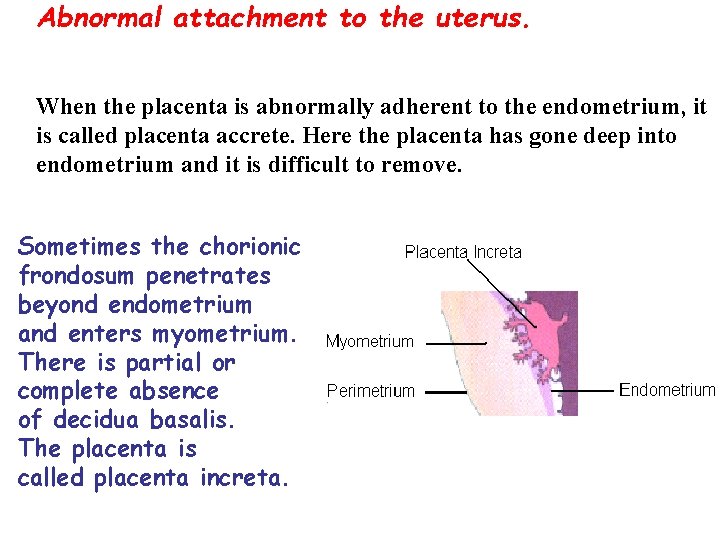Abnormal attachment to the uterus. When the placenta is abnormally adherent to the endometrium,