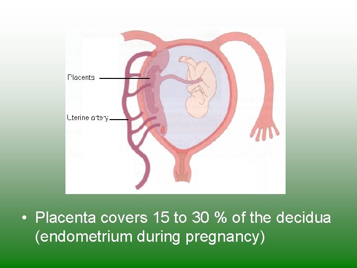  • Placenta covers 15 to 30 % of the decidua (endometrium during pregnancy)