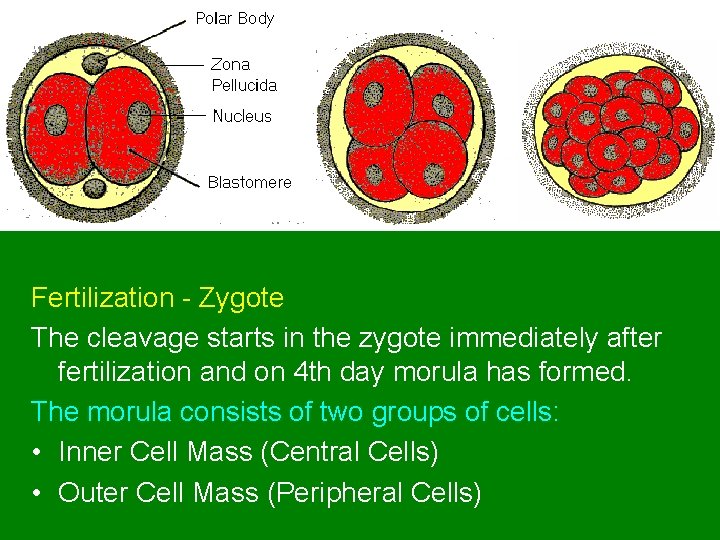 Fertilization - Zygote The cleavage starts in the zygote immediately after fertilization and on