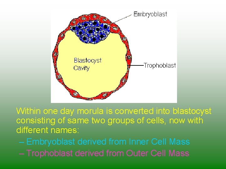 Within one day morula is converted into blastocyst consisting of same two groups of
