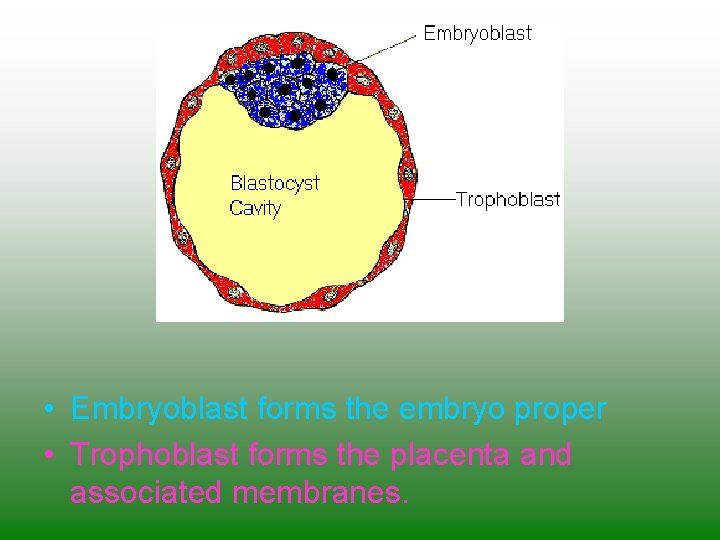  • Embryoblast forms the embryo proper • Trophoblast forms the placenta and associated