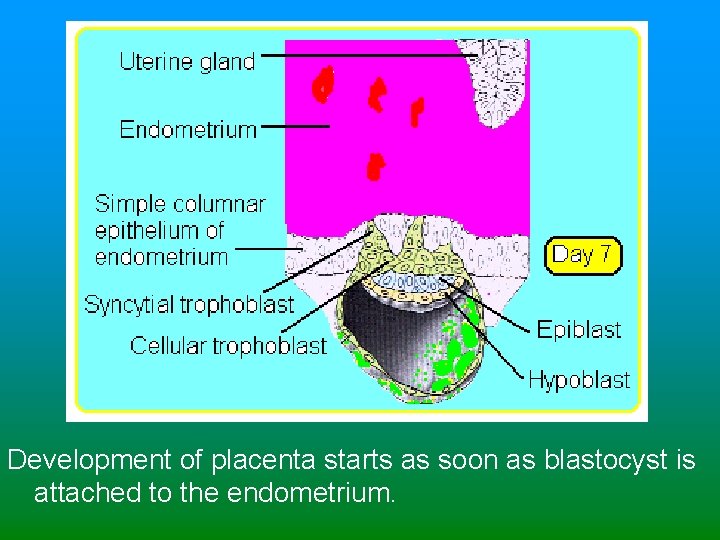 Development of placenta starts as soon as blastocyst is attached to the endometrium. 