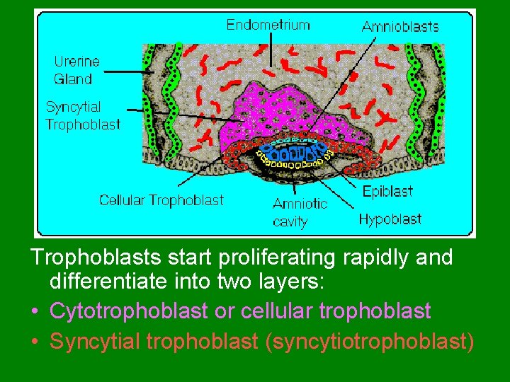 Trophoblasts start proliferating rapidly and differentiate into two layers: • Cytotrophoblast or cellular trophoblast