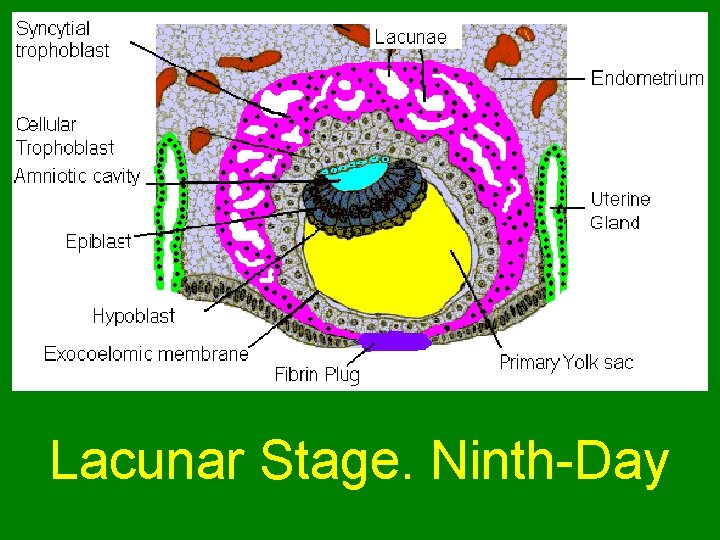  Lacunar Stage. Ninth-Day 