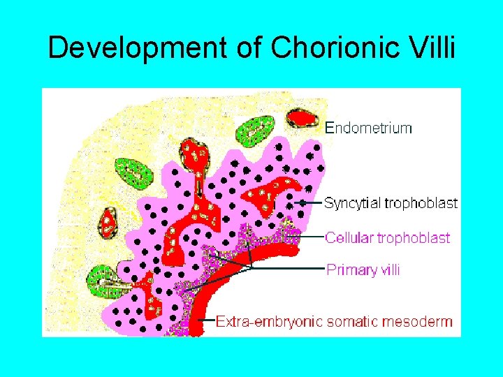 Development of Chorionic Villi 