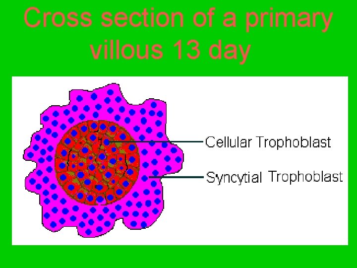 Cross section of a primary villous 13 day 