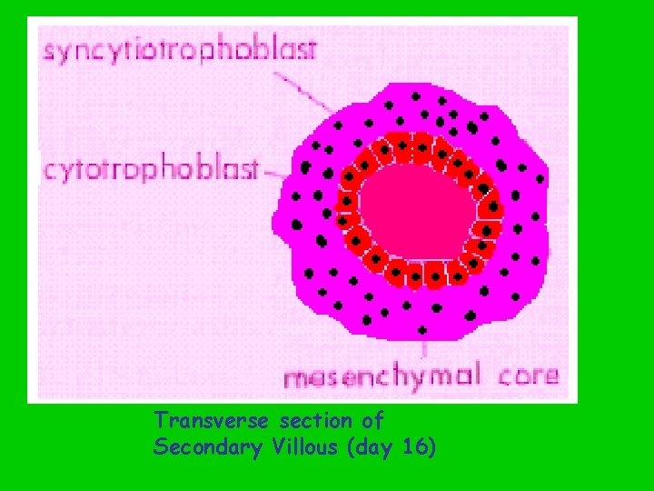 Transverse section of Secondary Villous (day 16) 