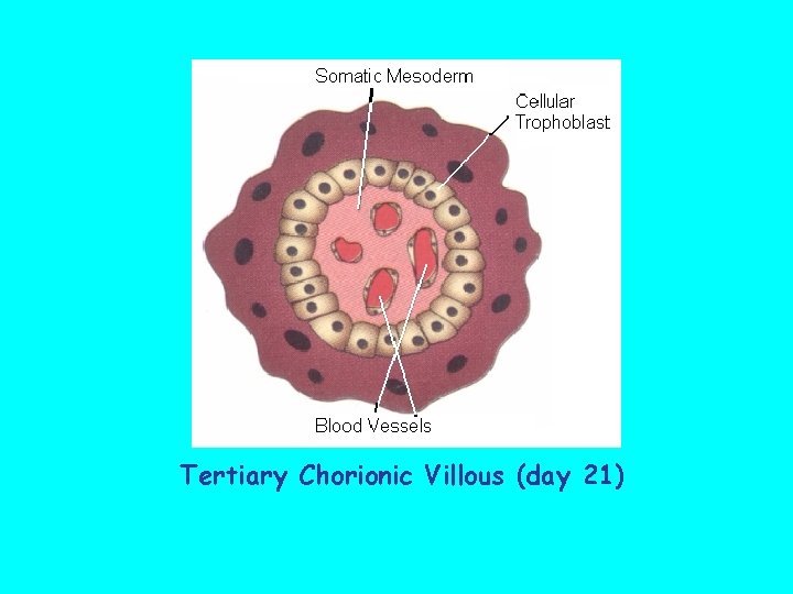  Tertiary Chorionic Villous (day 21) 