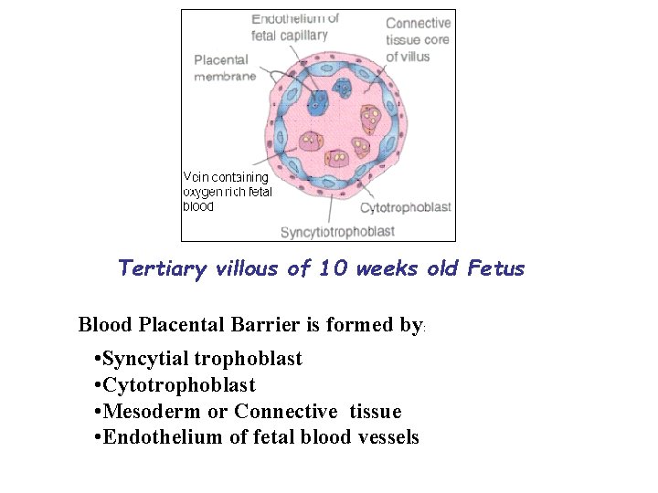 Tertiary villous of 10 weeks old Fetus Blood Placental Barrier is formed by: •