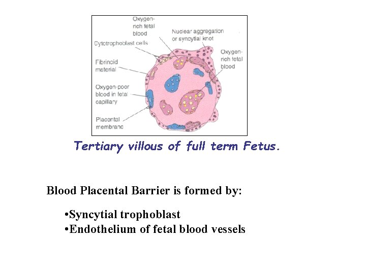 Tertiary villous of full term Fetus. Blood Placental Barrier is formed by: • Syncytial