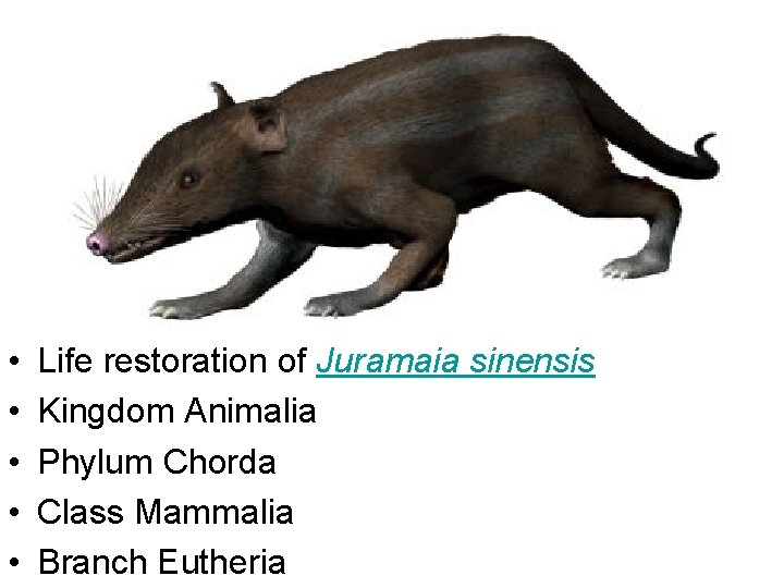  • • • Life restoration of Juramaia sinensis Kingdom Animalia Phylum Chorda Class