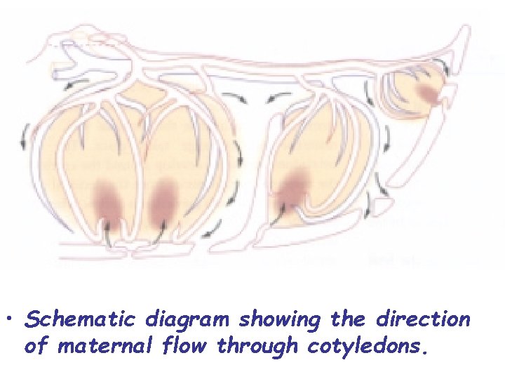  • Schematic diagram showing the direction of maternal flow through cotyledons. 