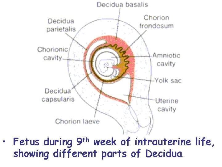  • Fetus during 9 th week of intrauterine life, showing different parts of