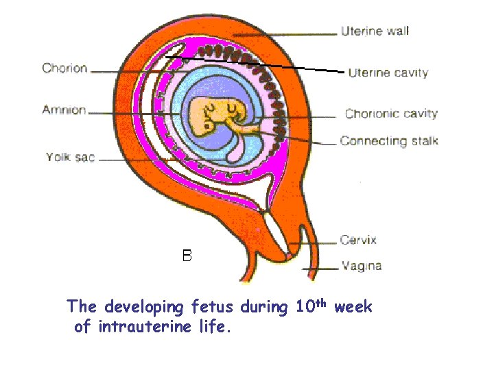  The developing fetus during 10 th week of intrauterine life. 