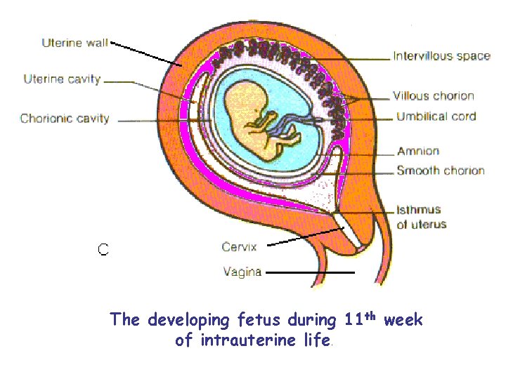  The developing fetus during 11 th week of intrauterine life. 