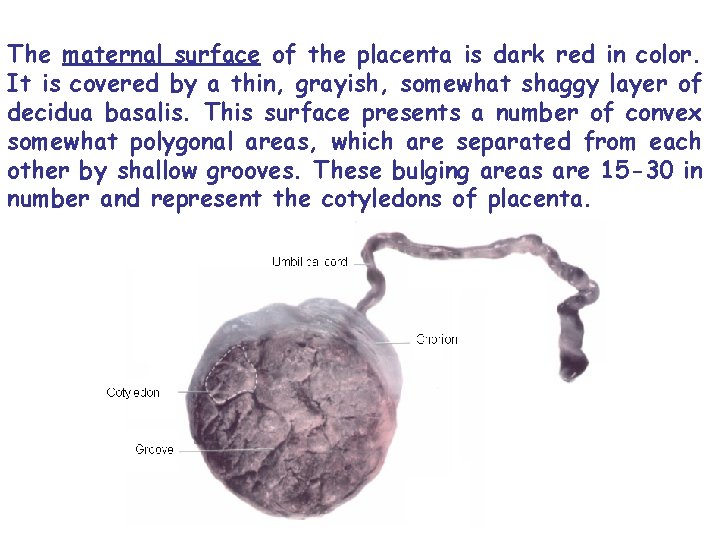 The maternal surface of the placenta is dark red in color. It is covered