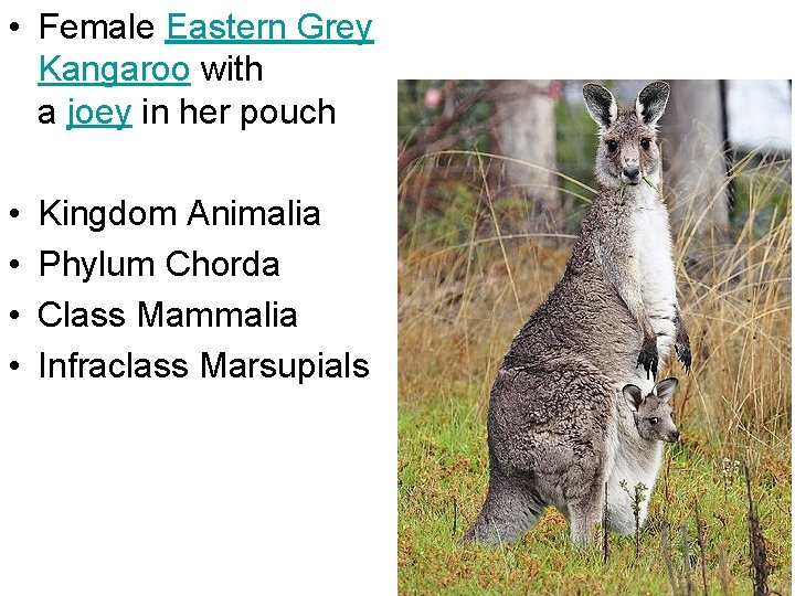  • Female Eastern Grey Kangaroo with a joey in her pouch • •