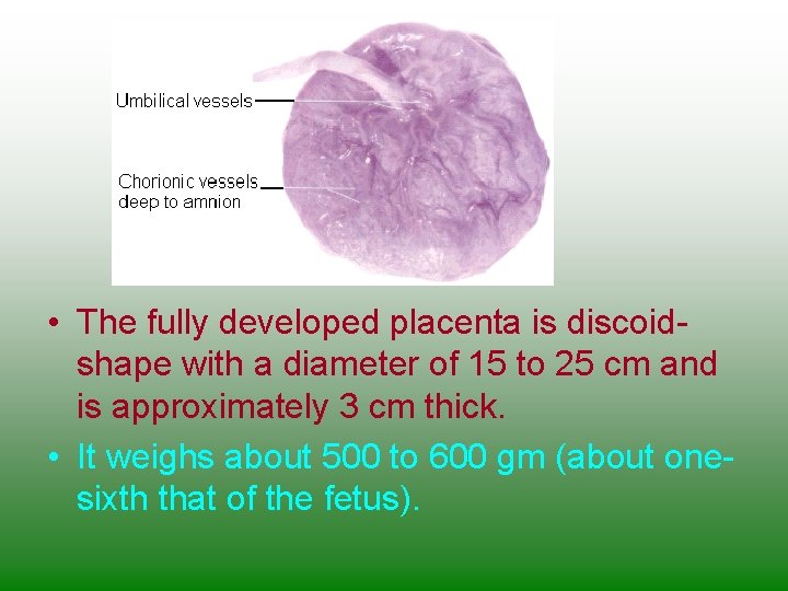  • The fully developed placenta is discoidshape with a diameter of 15 to