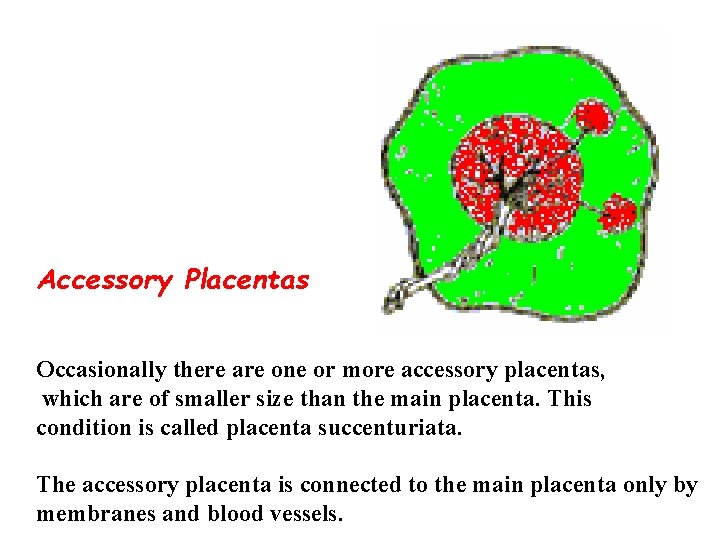  Accessory Placentas Occasionally there are one or more accessory placentas, which are of