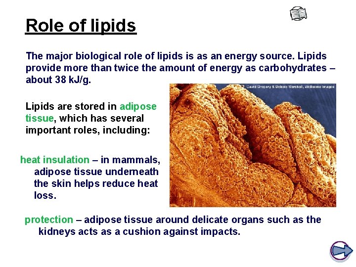 Role of lipids The major biological role of lipids is as an energy source.