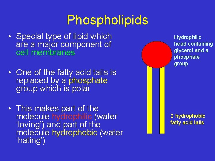 Phospholipids • Special type of lipid which are a major component of cell membranes