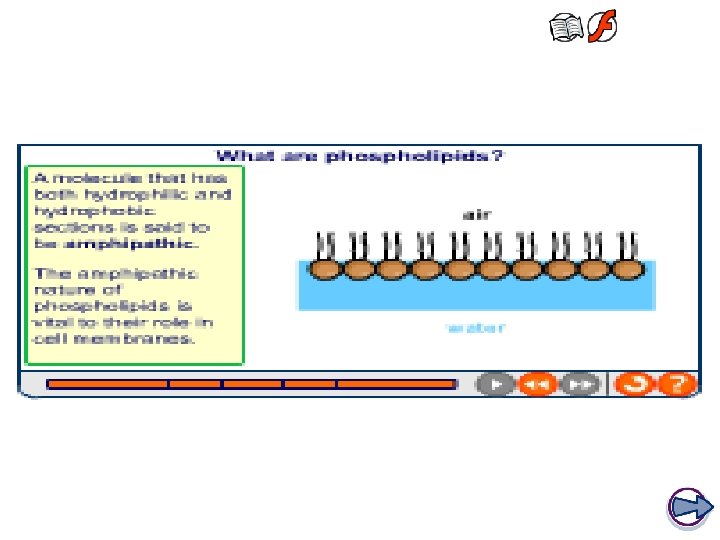 The structure of phospholipids 