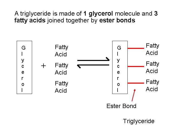 A triglyceride is made of 1 glycerol molecule and 3 fatty acids joined together