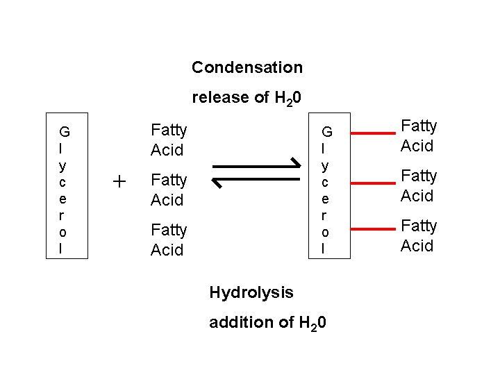 Condensation release of H 20 G l y c e r o l Fatty