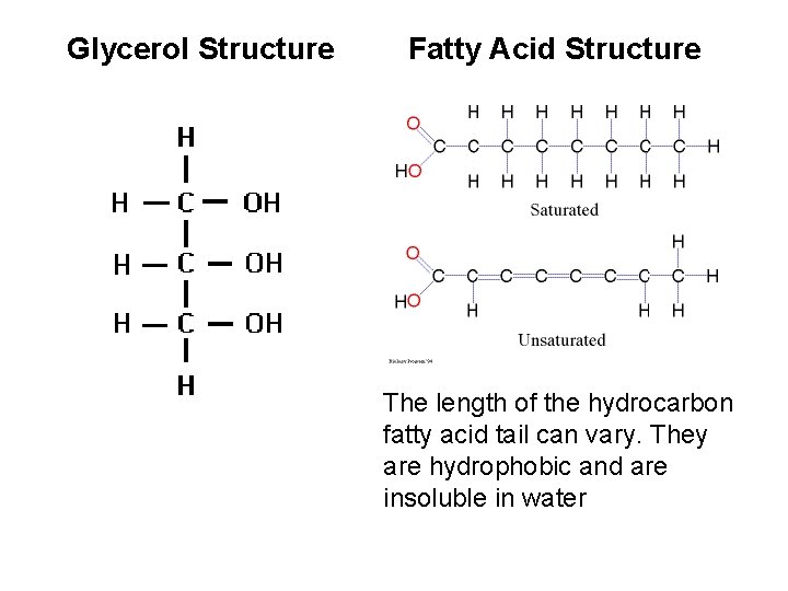 Glycerol Structure Fatty Acid Structure The length of the hydrocarbon fatty acid tail can