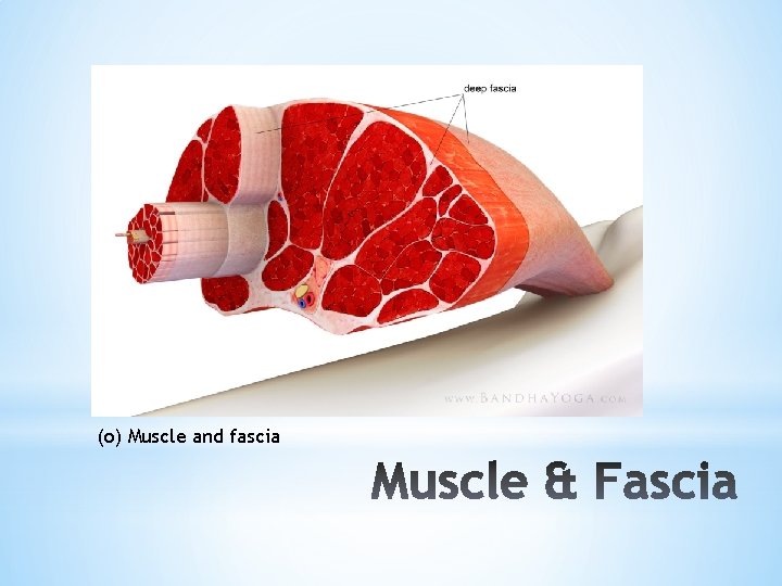 (o) Muscle and fascia 