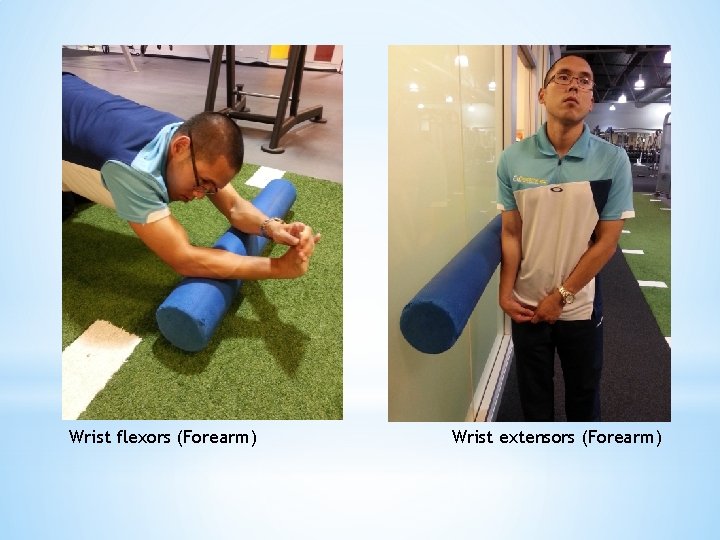 Wrist flexors (Forearm) Wrist extensors (Forearm) 