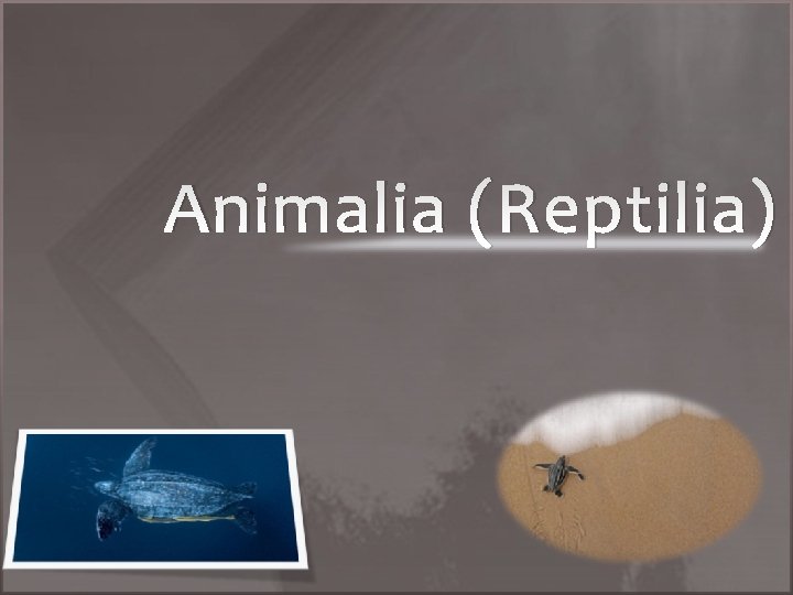 Animalia (Reptilia) 