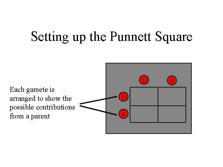 Setting up the Punnett Square D Each gamete is arranged to show the possible