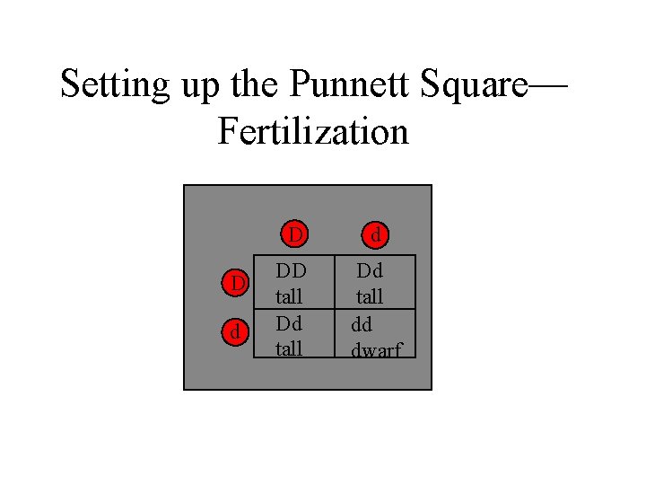 Setting up the Punnett Square— Fertilization D d DD tall Dd tall dd dwarf