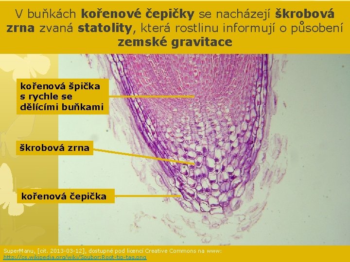 V buňkách kořenové čepičky se nacházejí škrobová zrna zvaná statolity, která rostlinu informují o