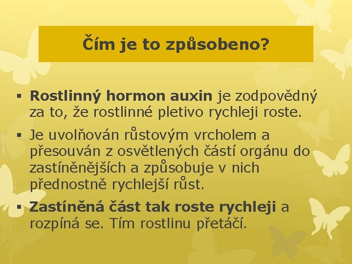 Čím je to způsobeno? § Rostlinný hormon auxin je zodpovědný za to, že rostlinné