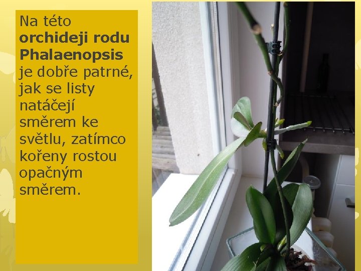 Na této orchideji rodu Phalaenopsis je dobře patrné, jak se listy natáčejí směrem ke