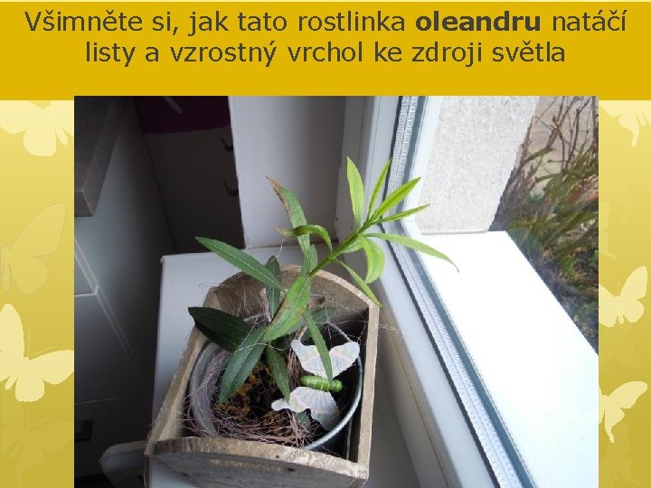 Všimněte si, jak tato rostlinka oleandru natáčí listy a vzrostný vrchol ke zdroji světla